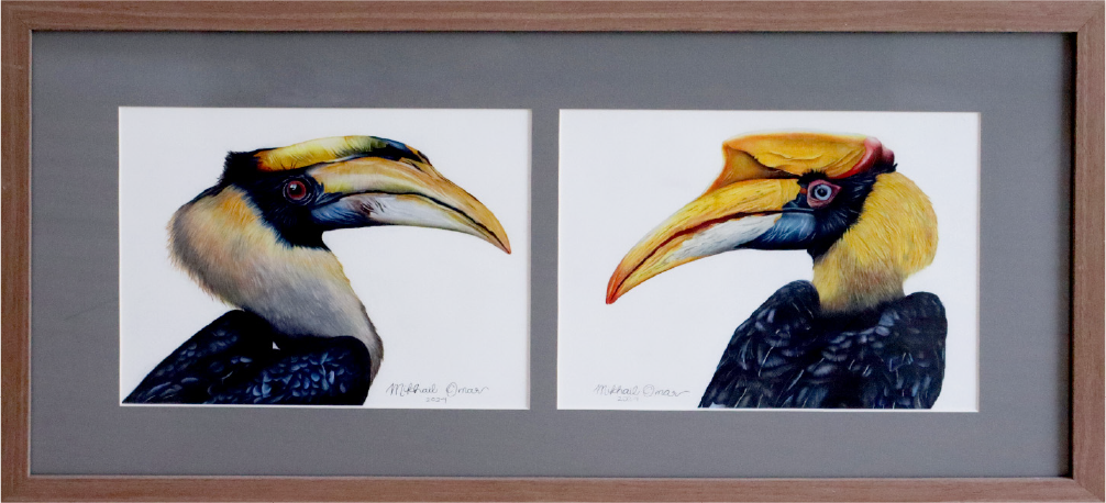Great Hornbills [Male & Female]