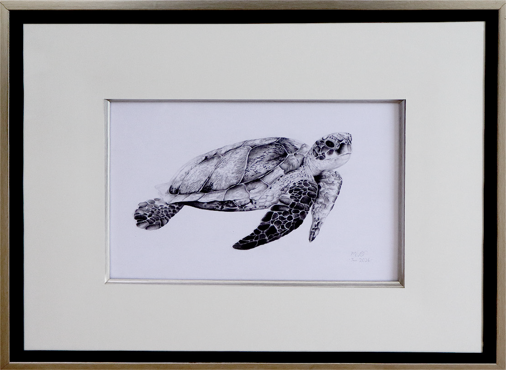 Hawksbill Sea Turtle