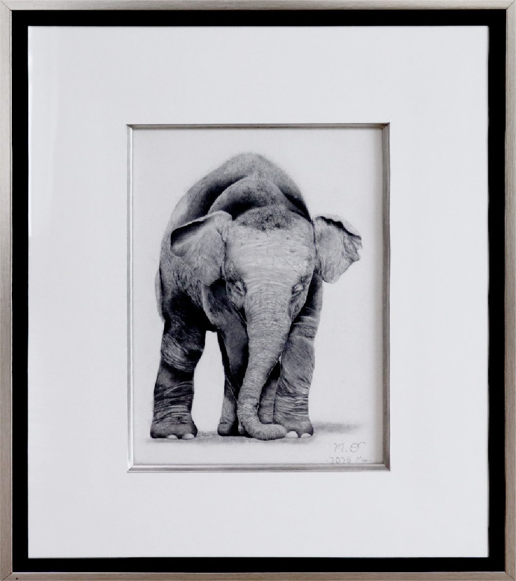 Borneo Pygmy Elephant