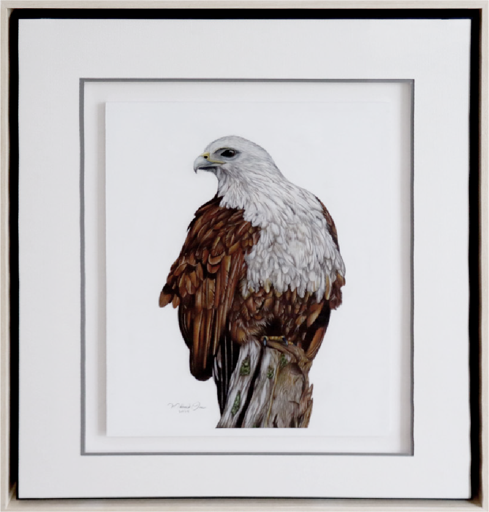 Brahminy Kite