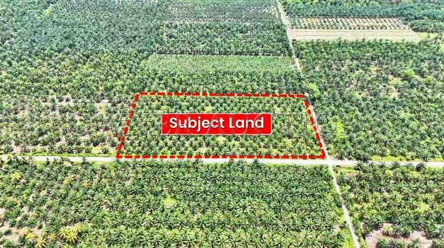 [Land with Road Access] Agricultural Land [Located along Jalan Tebuk Berihun; 10 mins to Pekan Sabak Bernam]