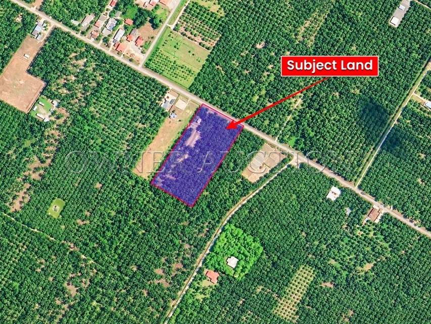 [Prime Agricultural Land with Direct Road Access & Oil Palm Trees] Agricultural Land [Active Oil Palm Plantation with Monthly Revenue]